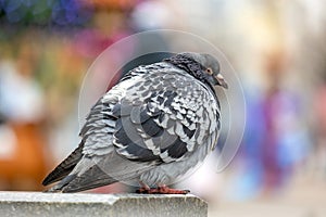 Closeup of gray pigeon bird on a city street