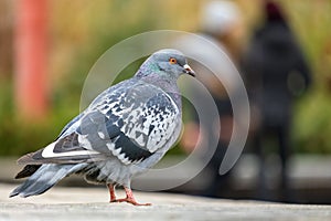 Closeup of gray pigeon bird on a city street