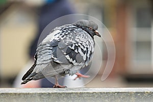Closeup of gray pigeon bird on a city street