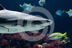 Closeup of a gray reef shark, Carcharhinus amblyrhynchos.