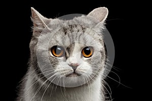 Closeup Gray Scottish Straight Cat Looks Pained on Black photo