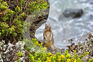 Closeup of a gray squirrel perched on a rock