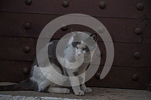 Closeup of a gray and white fluffy cat sitting against a rusty metallic door