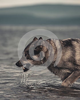Closeup of a Gray Wolf crossing on a river angrily