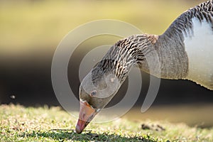 Closeup of a graylag goose grazing in the field