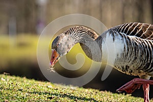 Closeup of a graylag goose grazing in the field