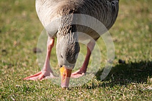 Closeup of a graylag goose grazing in the field