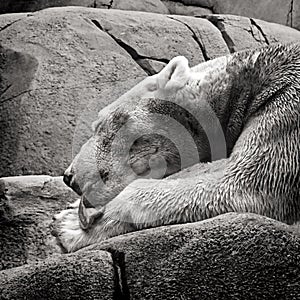 Closeup grayscale of a furry polar bear sleeping on the rocks in the zoo