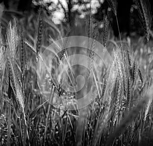 Closeup grayscale shot of a rye field