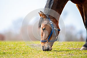 Closeup of a grazing brown horse in a field under the sunlight with a blurred background