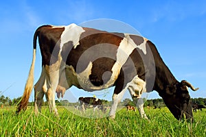 Closeup of grazing dairy cow