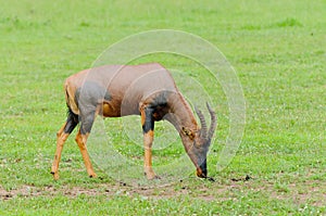 Closeup of a grazing male Topi on the Serengeti