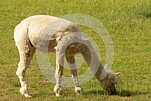 Closeup of grazing shaved Llama in the field, Huacaya alpaca