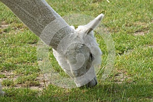 Closeup of grazing shaved Llama in the field, Huacaya alpaca