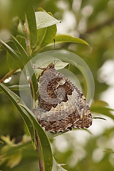 Closeup of the Great banded greyling butterfly, Brintesia circe sitting sitting on a green leaf in a shrub