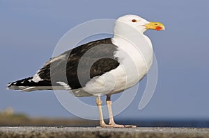 Closeup Great Black-backed Gull