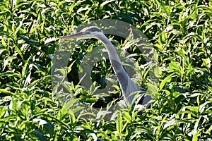 Closeup of Great blue heron (Ardea herodias) peaking head out from green vegetation