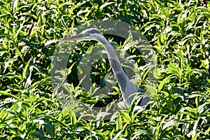 Closeup of Great blue heron (Ardea herodias) surrounded by lush plants