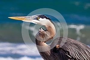 Closeup of a Great Blue Heron at the Beach