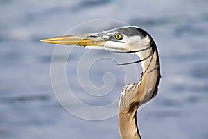 Closeup of a Great Blue Heron at the beach in Florida waiting for food