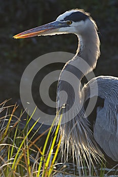 Closeup of a Great Blue Heron - Florida