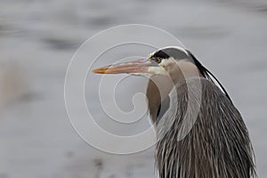 Great Blue Heron rests motionless among reeds photo