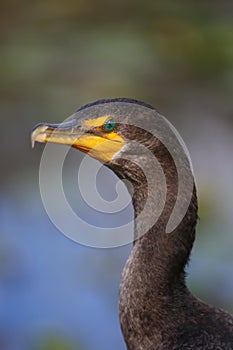 Closeup of Great Cormoran photo