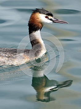 Closeup the Great Crested Grebe swimming water