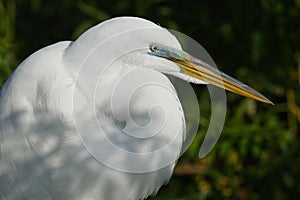 Closeup of a Great Egret in Breeding Plumage - Florida