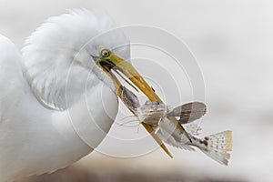 Closeup of Great Egret Catching a Fish - Florida