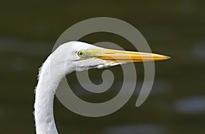 Closeup of Great Egret
