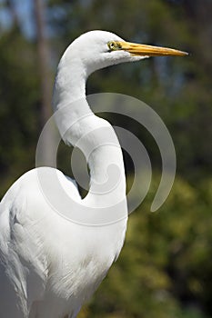 Closeup of a great egret stading in a swamp, Florida.