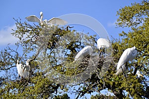 Closeup of Great egrets (Ardea alba) building nests at treetop