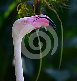 Closeup of a great flamingo with a huge beak under the lights with a blurred background