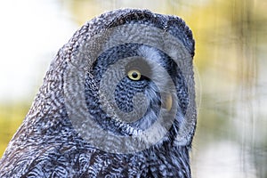 Closeup of great gray owl looking side