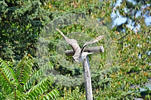 A closeup of Great Horn Owl flying in the air.