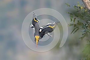 Closeup great hornbill flying from a tree