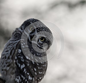 Closeup of a great horned curious owl