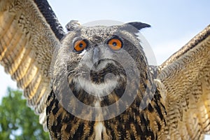 Closeup of Great horned owl flying with outspead wings