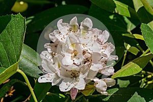 Closeup of a Great Laurel in the Blue Ridge Mountains