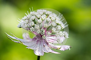 Closeup of a great masterwort - astrantia major photo