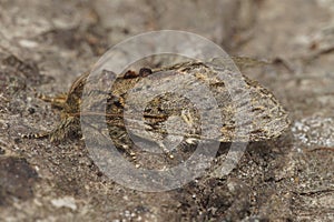 Closeup on the Great prominent moth,Peridea anceps sitting on wood