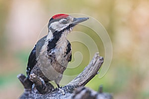 Closeup of a great spotted woodpecker bird, Dendrocopos major