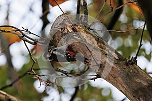 Closeup of a Great Spotted Woodpecker perched on a tree