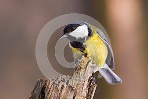 Closeup of great tit on a stub