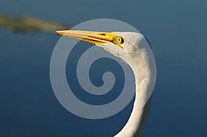 Closeup of a Great White Egret