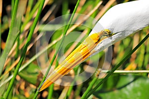 Closeup of a great white egret