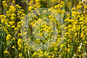 Closeup of great yellowcress inflorescence with blurred yellow flowers on background