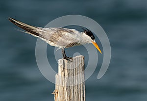 Closeup of  a Greater Crested Tern at Busaiteen coast, Bahrain