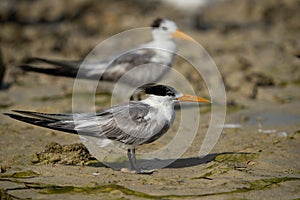 Closeup of a Greater Crested Tern at Busaiteen coast, Bahrain